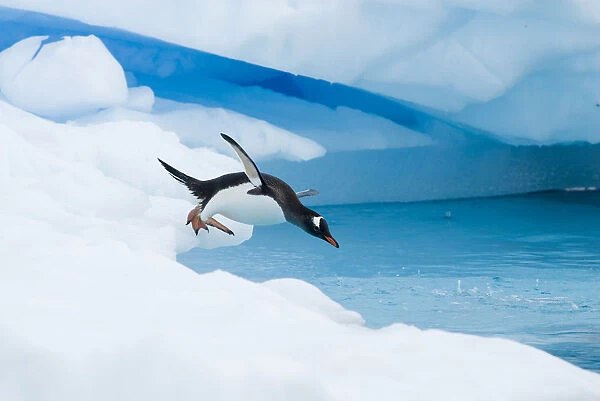 Gentoo penguin (Pygoscelis Papua) jumping off an iceberg, western Antarctic Peninsula
