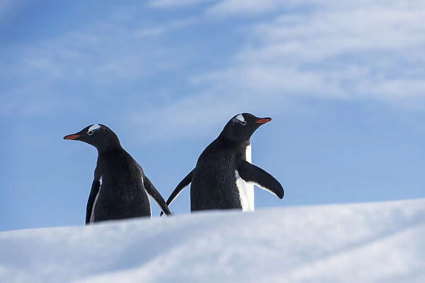 Gentoo Penguin (Pygoscelis papua) penguins on a floating iceberg, Antarctic Peninsula