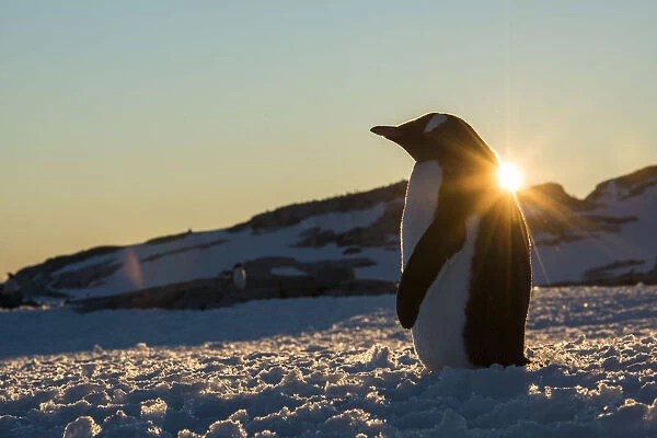 Gentoo Penguin (Pygoscelis papua) standing with sunset behind, Petermann Island