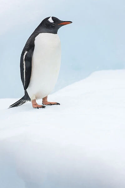 Gentoo Penguin (Pygoscelis papua) Cuverville Island, Antarctic Peninsula, Antarctica