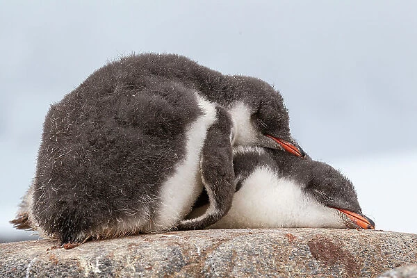 Two Gentoo penguin (Pygoscelis papua) chicks sleeping huddled together, Port Lockroy, Goudier Island, Antarctic Peninsula, Antarctica