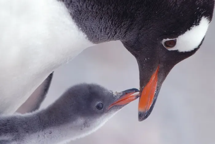 Framed Print : Gentoo Penguin {Pygoscelis papua} chick begging parent for food, Antarctica Framed Print : Gentoo Penguin {Pygoscelis papua} chick begging parent for food, Antarctica