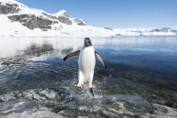 Framed Print : Gentoo Penguin (Pygoscelis papua) coming in from the sea, Cuverville Island, Antarctic Peninsula Framed Print : Gentoo Penguin (Pygoscelis papua) coming in from the sea, Cuverville Island, Antarctic Peninsula