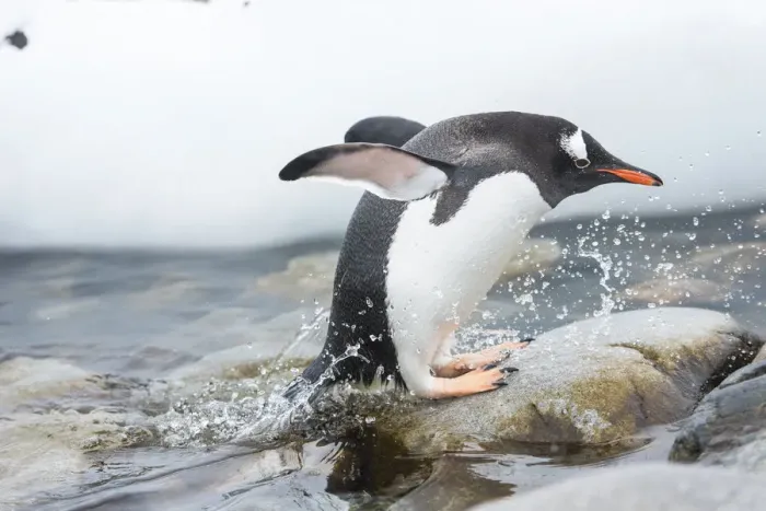 Framed Print : Gentoo Penguin (Pygoscelis papua) coming out of the sea, Cuverville Island, Antarctic Peninsula Framed Print : Gentoo Penguin (Pygoscelis papua) coming out of the sea, Cuverville Island, Antarctic Peninsula