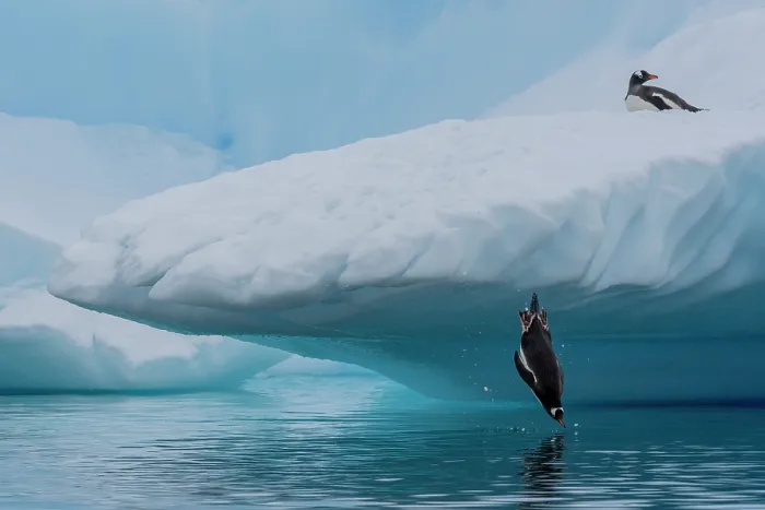 Framed Print : Gentoo penguin (Pygoscelis papua) jumping from iceberg into the ocean, Antarctic Peninsula, Antarctica Framed Print : Gentoo penguin (Pygoscelis papua) jumping from iceberg into the ocean, Antarctic Peninsula, Antarctica