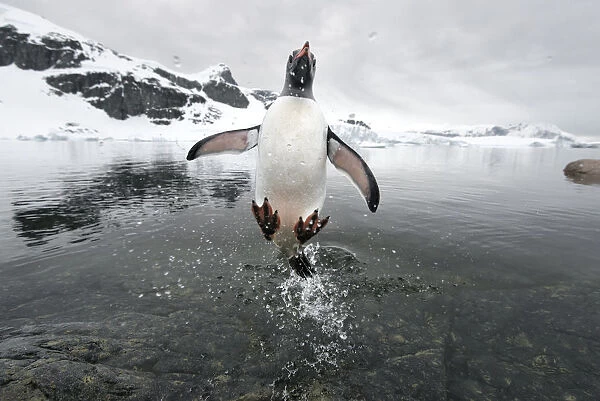 Gentoo Penguin (Pygoscelis papua) jumping out of the sea, Cuverville Island, Antarctic Peninsula