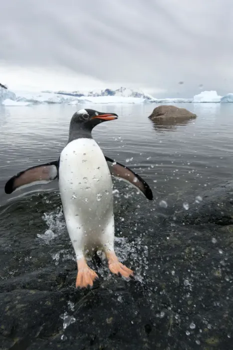 Framed Print : Gentoo Penguin (Pygoscelis papua) jumping onto shore, Cuverville Island, Antarctic Peninsula