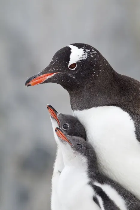 Framed Print : Gentoo Penguin (Pygoscelis papua) with two large chicks Framed Print : Gentoo Penguin (Pygoscelis papua) with two large chicks