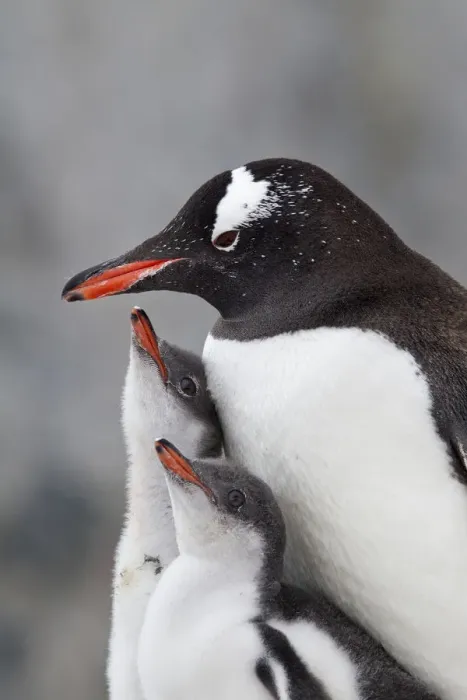 Framed Print : Gentoo Penguin (Pygoscelis papua) with two large chicks