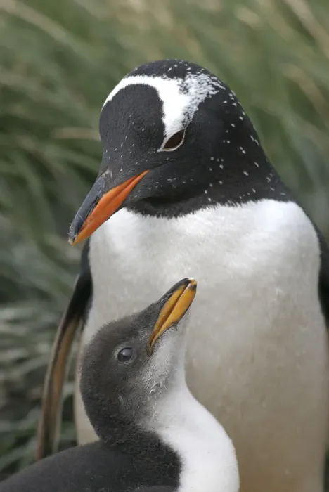 Framed Print : Gentoo penguin (Pygoscelis papua) at nest with chick, Macquarie Island, Southern Atlantic Framed Print : Gentoo penguin (Pygoscelis papua) at nest with chick, Macquarie Island, Southern Atlantic