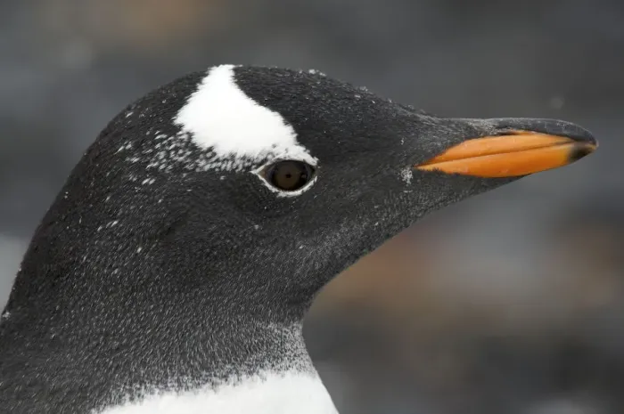 Framed Print : Gentoo penguin (Pygoscelis papua) portrait, Antarctica Framed Print : Gentoo penguin (Pygoscelis papua) portrait, Antarctica