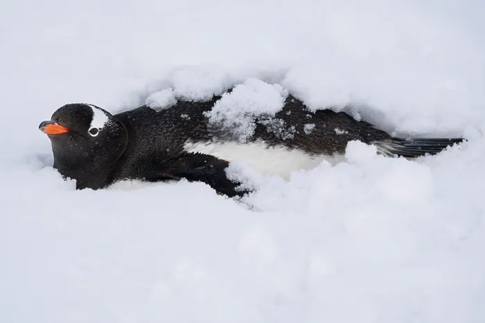 Framed Print : Gentoo penguin (Pygoscelis papua) resting in the snow, Antarctic Peninsula, Antarctica Framed Print : Gentoo penguin (Pygoscelis papua) resting in the snow, Antarctic Peninsula, Antarctica