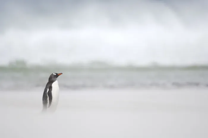 Framed Print : Gentoo Penguin {Pygoscelis papua} on sandy beach, with ocean in background, Falkland Framed Print : Gentoo Penguin {Pygoscelis papua} on sandy beach, with ocean in background, Falkland