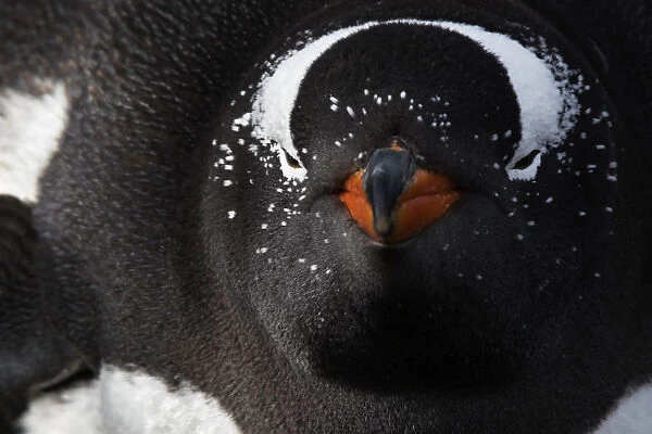 Gentoo penguin (Pygoscelis papua) sleeping in the nest, Sea Lion Island, Falkland Islands
