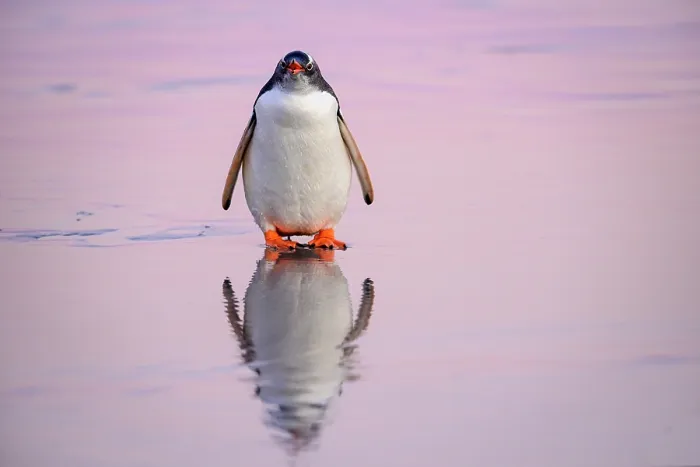 Framed Print : Gentoo penguin (Pygoscelis papua) standing on shore calling at sunrise, Falkland Islands, Atlantic Ocean Framed Print : Gentoo penguin (Pygoscelis papua) standing on shore calling at sunrise, Falkland Islands, Atlantic Ocean
