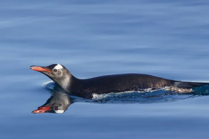 Framed Print : Gentoo penguin (Pygoscelis papua) swimming at surface, Neko Harbour, Antarctic Peninsula Framed Print : Gentoo penguin (Pygoscelis papua) swimming at surface, Neko Harbour, Antarctic Peninsula