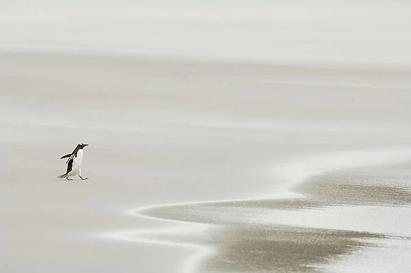 Gentoo Penguin {Pygoscelis papua} walking across sandy beach towards ocean, Falkland Islands