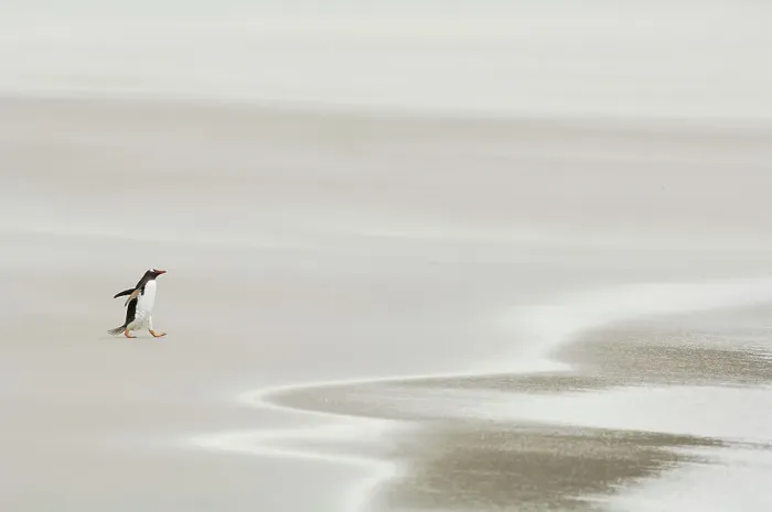 Framed Print : Gentoo Penguin {Pygoscelis papua} walking across sandy beach towards ocean, Falkland Islands Framed Print : Gentoo Penguin {Pygoscelis papua} walking across sandy beach towards ocean, Falkland Islands