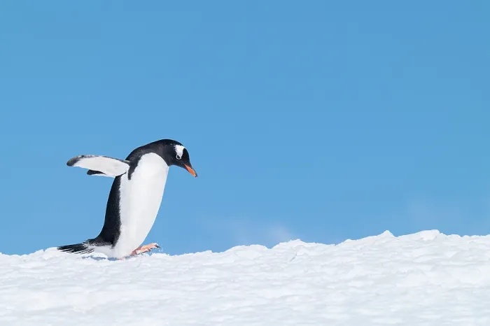 Framed Print : Gentoo penguin (Pygoscelis papua) walking across snow against a bright blue sky, Neko Harbour, Antarctica Framed Print : Gentoo penguin (Pygoscelis papua) walking across snow against a bright blue sky, Neko Harbour, Antarctica