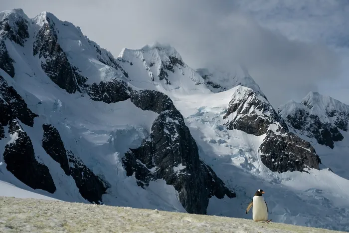 Framed Print : Gentoo penguin (Pygoscelis papua) walking over snow with mountains in background, Antarctic Peninsula, Antarctica Framed Print : Gentoo penguin (Pygoscelis papua) walking over snow with mountains in background, Antarctic Peninsula, Antarctica