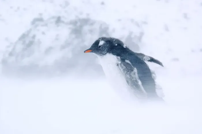 Framed Print : Gentoo Penguin {Pygoscelis papua} walking through snow storm, Antarctica Framed Print : Gentoo Penguin {Pygoscelis papua} walking through snow storm, Antarctica