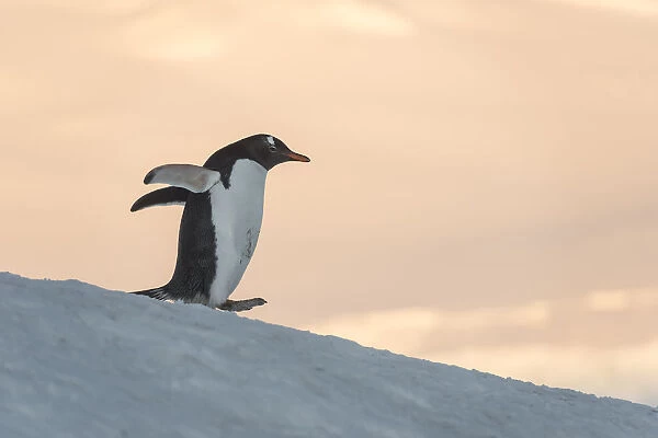 Gentoo Penguin (Pygoscelis papua) Wiencke Island, Antarctic Peninsula, Antarctica