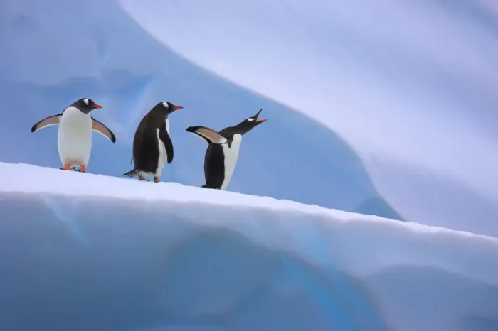 Framed Print : Gentoo penguins on iceberg (Pygoscelis papua) Antarctic Peninsula