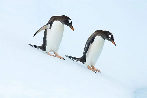 Gentoo penguins (Pygoscelis Papua) sliding down glacial ice on the western Antarctic Peninsula