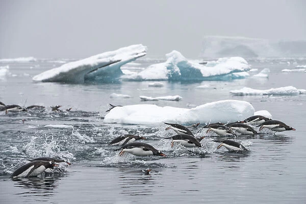 Gentoo penguins (Pygoscelis papua) swimming together in search of krill, Antarctic Peninsula