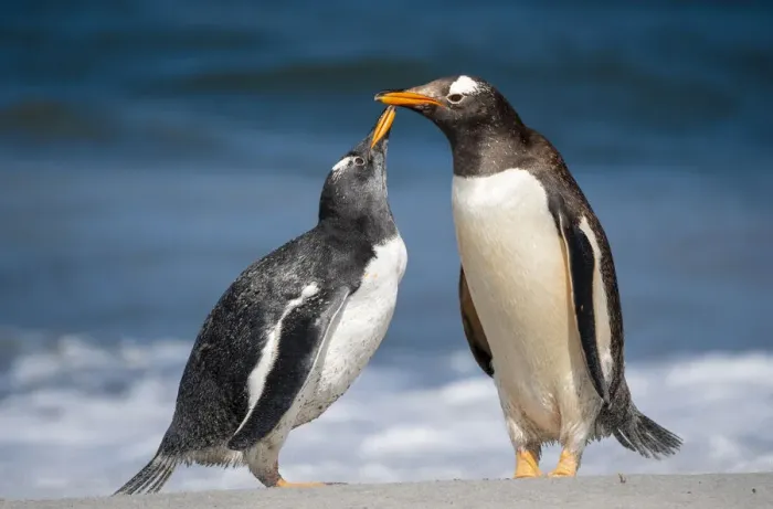 Framed Print : Gentoo penguins (Pygoscelis papua) pair, Sea Lion Island, Falkland Islands Framed Print : Gentoo penguins (Pygoscelis papua) pair, Sea Lion Island, Falkland Islands