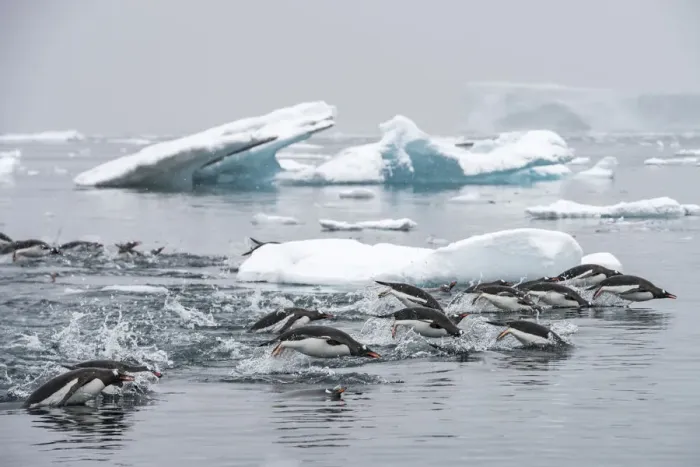 Framed Print : Gentoo penguins (Pygoscelis papua) swimming together in search of krill, Antarctic Peninsula Framed Print : Gentoo penguins (Pygoscelis papua) swimming together in search of krill, Antarctic Peninsula