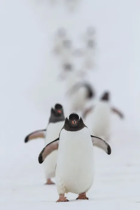 Framed Print : Gentoo penguins (Pygoscelis papua) walking in line, returning to nesting area, Port Charcot