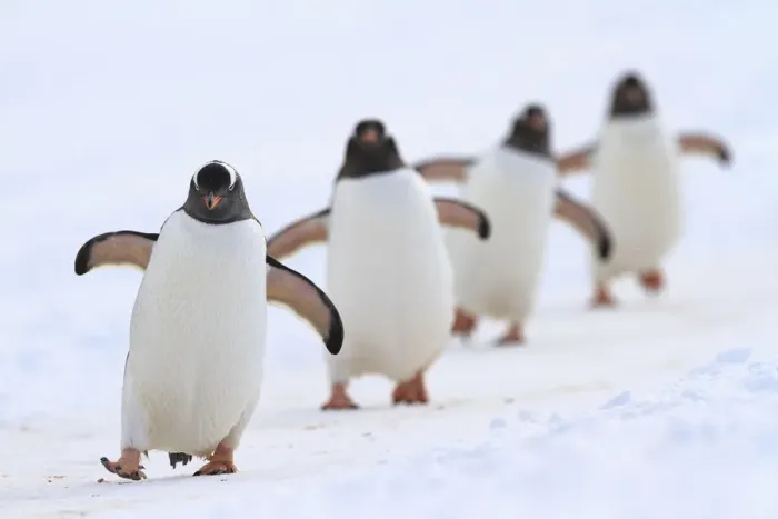 Framed Print : Gentoo penguins (Pygoscelis papua) walking in line, returning to nesting area, Port Charcot Framed Print : Gentoo penguins (Pygoscelis papua) walking in line, returning to nesting area, Port Charcot