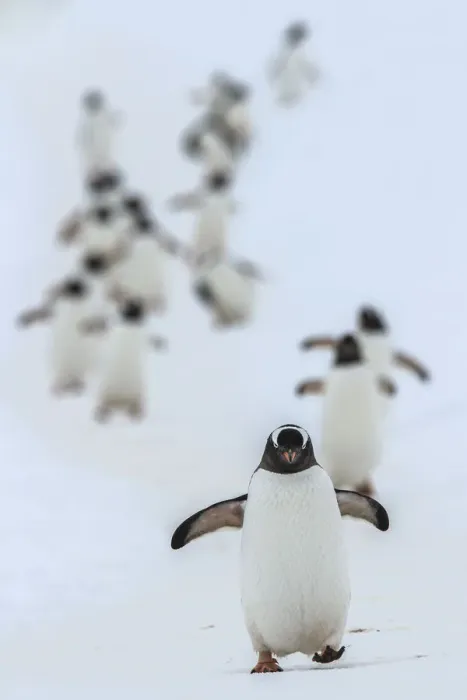 Framed Print : Gentoo penguins (Pygoscelis papua) walking in line, returning to nesting area, Port Charcot Framed Print : Gentoo penguins (Pygoscelis papua) walking in line, returning to nesting area, Port Charcot