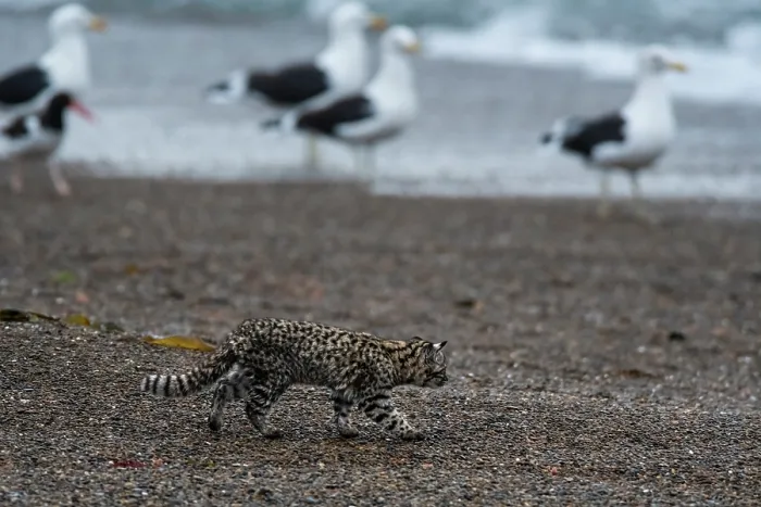 Framed Print : Geoffroy's cat (Leopardus geoffroyi) walking along beach with Gulls (Larus sp.) in background, Punta Norte Nature Reserve, Peninsula Valdes, Chubut Province, Patagonia, Argentina Framed Print : Geoffroy's cat (Leopardus geoffroyi) walking along beach with Gulls (Larus sp.) in background, Punta Norte Nature Reserve, Peninsula Valdes, Chubut Province, Patagonia, Argentina