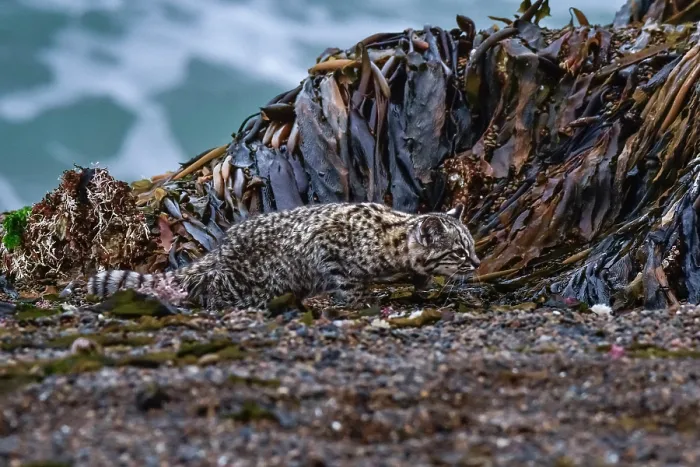 Framed Print : Geoffroy's cat (Leopardus geoffroyi) walking past seaweed covered rocks on beach, Punta Norte Nature Reserve, Peninsula Valdes, Chubut Province, Patagonia, Argentina Framed Print : Geoffroy's cat (Leopardus geoffroyi) walking past seaweed covered rocks on beach, Punta Norte Nature Reserve, Peninsula Valdes, Chubut Province, Patagonia, Argentina