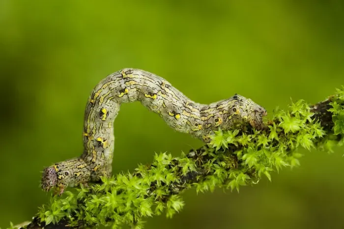 Framed Print : Geometrid moth (Geometridae sp) caterpillar moving along twig, Triglav National Park Framed Print : Geometrid moth (Geometridae sp) caterpillar moving along twig, Triglav National Park