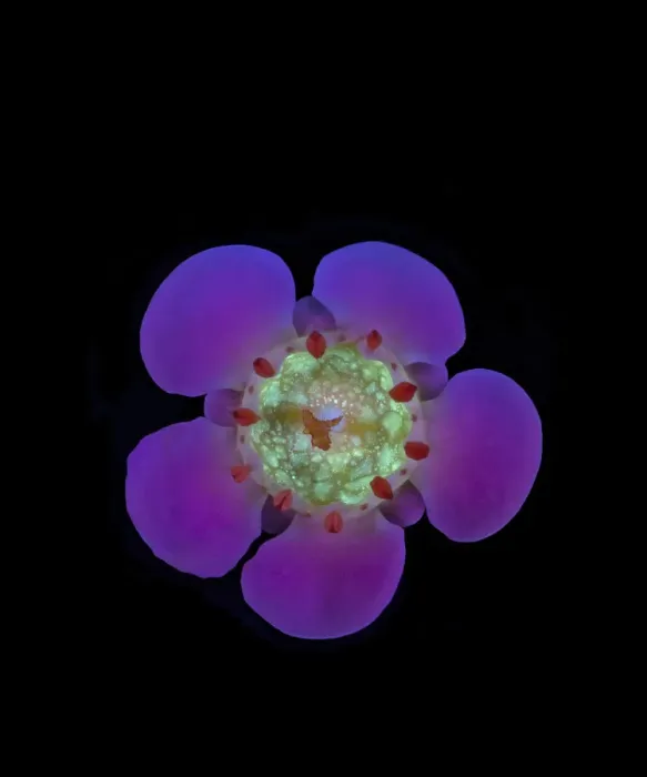 Framed Print : Geraldton wax flower (Chamelaucium uncinatum), nectar fluorescing in UV light. Western Australia. Controlled conditions, focus stacked. Series 1 / 2 Framed Print : Geraldton wax flower (Chamelaucium uncinatum), nectar fluorescing in UV light. Western Australia. Controlled conditions, focus stacked. Series 1 / 2