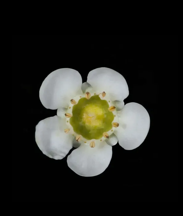 Framed Print : Geraldton wax flower (Chamelaucium uncinatum) in visible light. Western Australia. Controlled conditions, focus stacked. Series 1 / 2