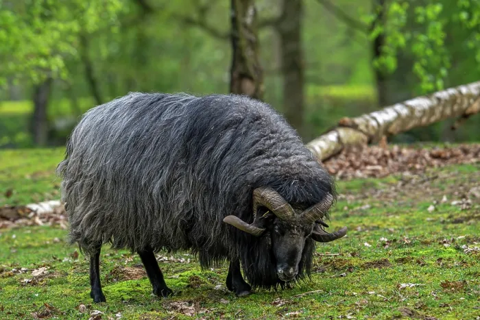 Framed Print : German grey heath ram, breed of black Northern European short-tailed moorland sheep with curled horns, grazing in forest, Germany. April Framed Print : German grey heath ram, breed of black Northern European short-tailed moorland sheep with curled horns, grazing in forest, Germany. April