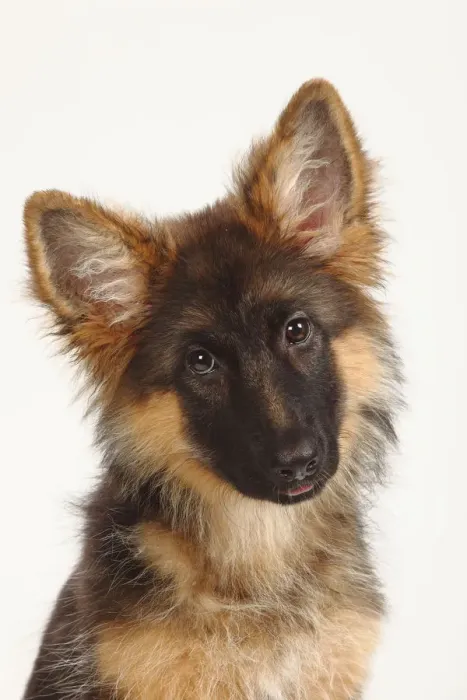 Framed Print : German Shepherd / Alsatian, puppy, 4 months, portrait with head tilted to one side Framed Print : German Shepherd / Alsatian, puppy, 4 months, portrait with head tilted to one side