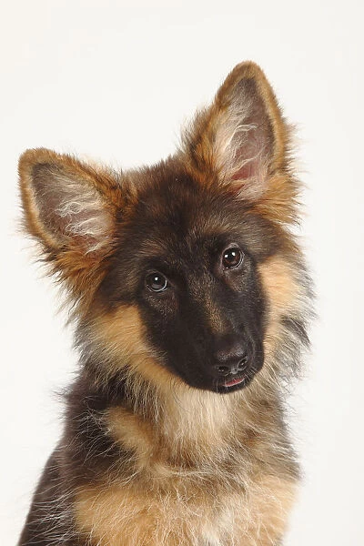 German Shepherd  /  Alsatian, puppy, 4 months, portrait with head tilted to one side