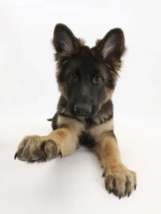 Framed Print : German Shepherd Dog bitch pup, Coco, 14 weeks old, with raised paw Framed Print : German Shepherd Dog bitch pup, Coco, 14 weeks old, with raised paw