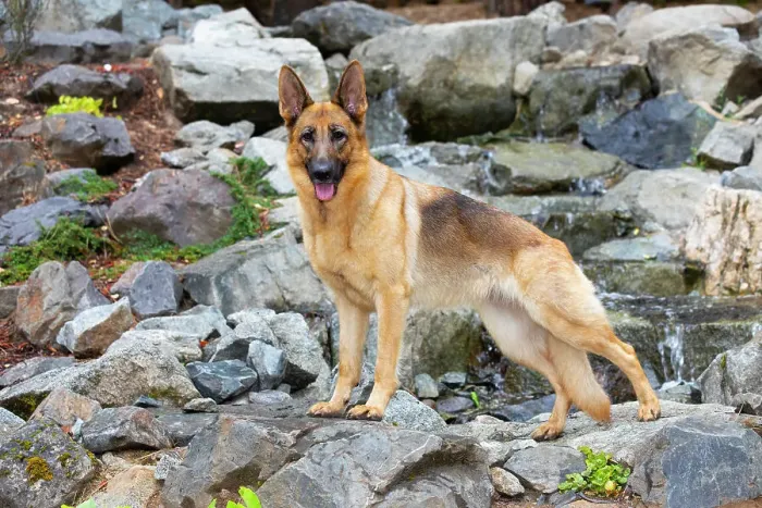 Framed Print : German shepherd dog, female, standing on rocks, portrait, Jacksonville, Oregon, USA. July Framed Print : German shepherd dog, female, standing on rocks, portrait, Jacksonville, Oregon, USA. July