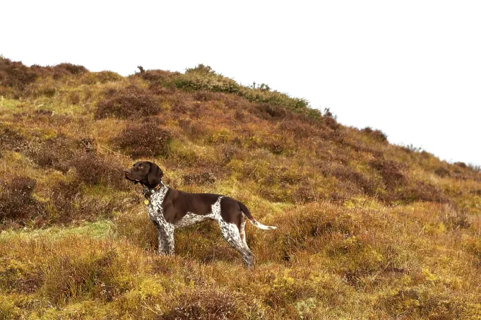 Framed Print : German short-haired pointer standing in acid grassland Framed Print : German short-haired pointer standing in acid grassland