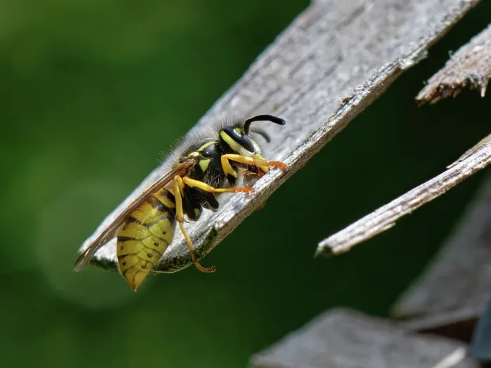 Framed Print : German wasp (Vespula germanica) worker scraping wood for its nest from the wooden roof of an insect hotel, Wiltshire garden, UK. July