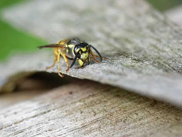 Framed Print : German wasp (Vespula germanica) worker scraping wood for its nest from the wooden roof of an insect hotel, Wiltshire garden, UK. July Framed Print : German wasp (Vespula germanica) worker scraping wood for its nest from the wooden roof of an insect hotel, Wiltshire garden, UK. July