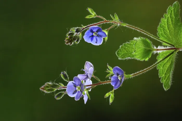 Framed Print : Germander speedwell (Veronica chamaedrys) in flower, studio shot, Dorset, UK. May Framed Print : Germander speedwell (Veronica chamaedrys) in flower, studio shot, Dorset, UK. May