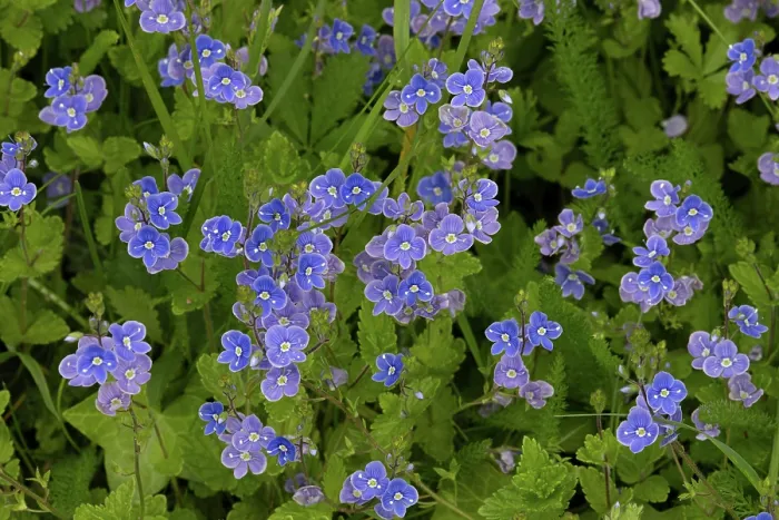 Framed Print : Germander speedwell (Veronica chamaedrys) in flower, Norfolk, England, UK. May Framed Print : Germander speedwell (Veronica chamaedrys) in flower, Norfolk, England, UK. May