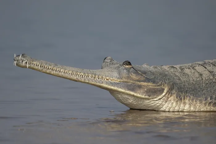 Framed Print : Gharial (Gavialis gangeticus) resting in shallow water, Chambal river, Dholpur, Rajastahn, India Framed Print : Gharial (Gavialis gangeticus) resting in shallow water, Chambal river, Dholpur, Rajastahn, India